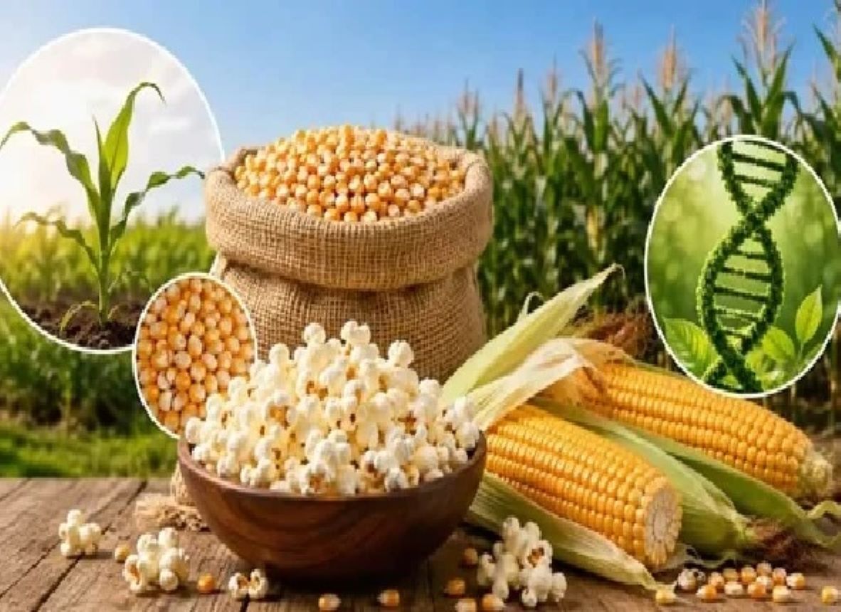 India launched its first non-GMO high-expansion popcorn maize hybrid seed